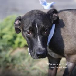 Shelter Stray Male Dog last seen LAKE SUPERIOR, 4710 TX-151, San Antonio, TX 78227, USA