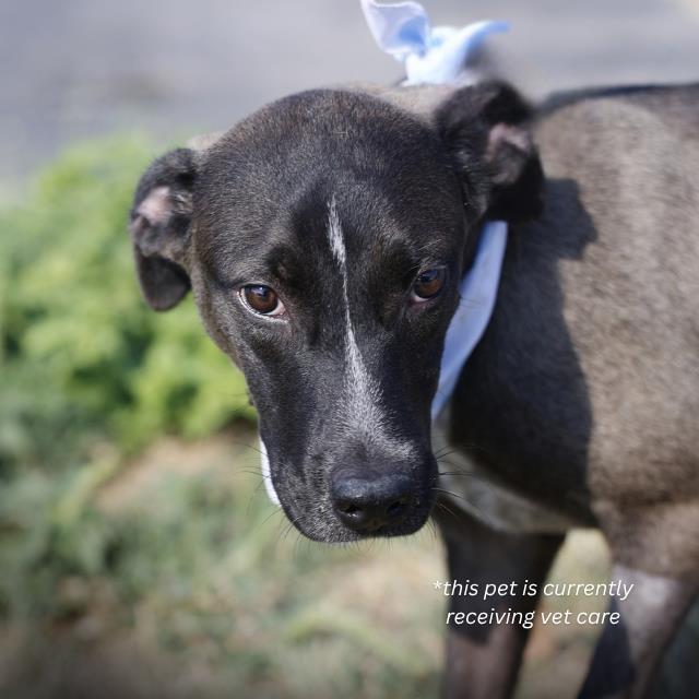 Shelter Stray Male Dog last seen LAKE SUPERIOR, 4710 TX-151, San Antonio, TX 78227, USA