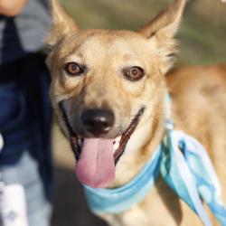 Shelter Stray Female Dog last seen Near BLOCK SAGELINE, 4710 TX-151, San Antonio, TX 78227, USA