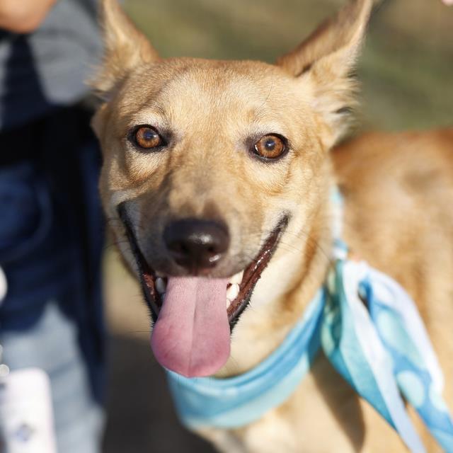Shelter Stray Female Dog last seen Near BLOCK SAGELINE, 4710 TX-151, San Antonio, TX 78227, USA