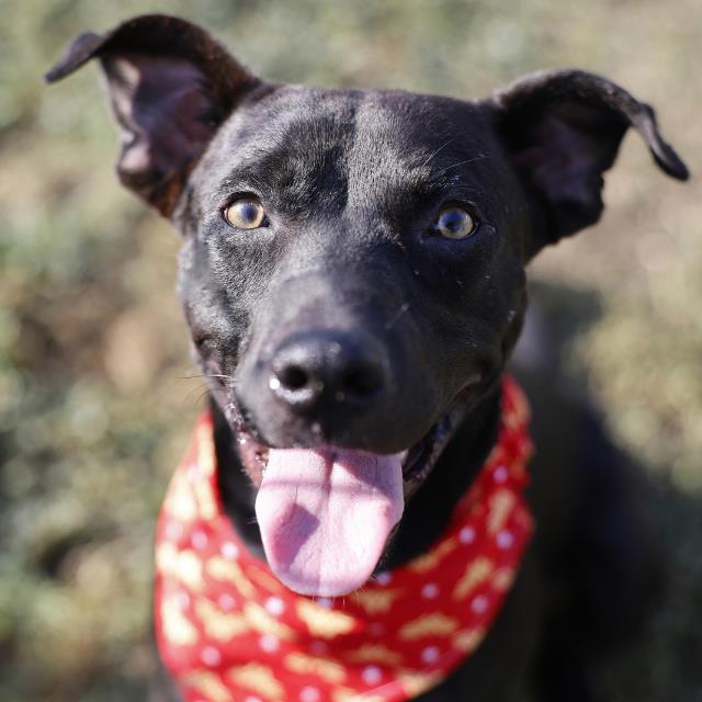 Shelter Stray Male Dog last seen BEMIS DR, 4710 TX-151, San Antonio, TX 78227, USA