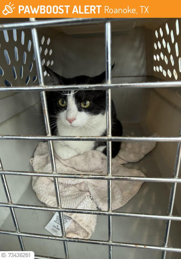 Found/Stray Unknown Cat last seen Bandera, Roanoke, TX 76262