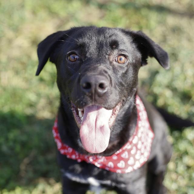 Shelter Stray Male Dog last seen Near BLOCK BLANCO, 4710 TX-151, San Antonio, TX 78227, USA