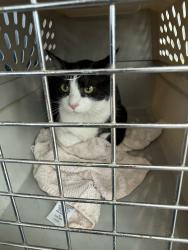 Found/Stray Unknown Cat last seen Bandera, Roanoke, TX 76262