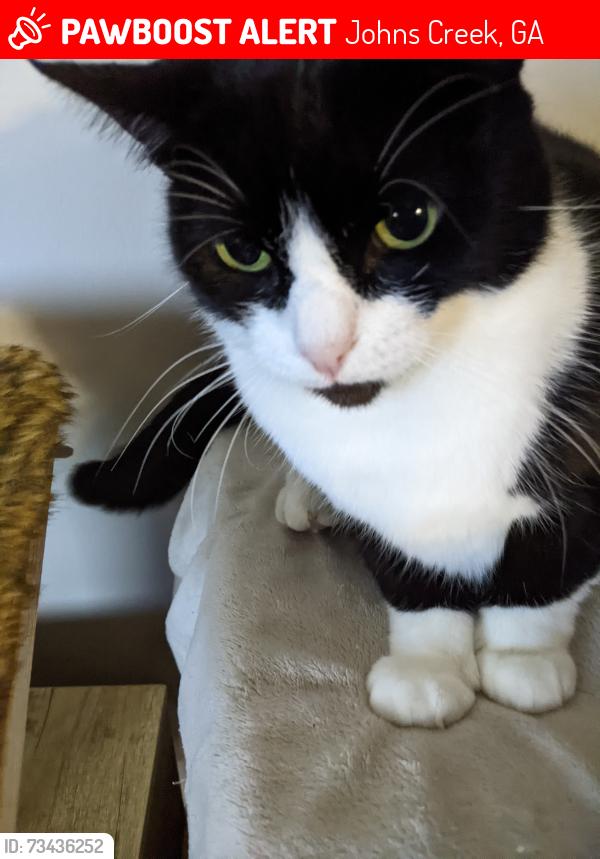 Lost Female Cat last seen Bristol place, arium, next to a Kickin Crab, Johns Creek, GA 30022