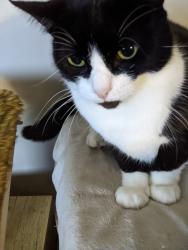 Lost Female Cat last seen Bristol place, arium, next to a Kickin Crab, Johns Creek, GA 30022