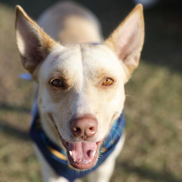 Shelter Stray Female Dog last seen Near BLOCK SANATA BARBARA, 4710 TX-151, San Antonio, TX 78227, USA