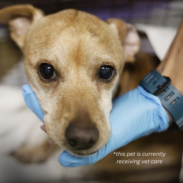 Shelter Stray Male Dog last seen GRANDIN PASS, 4710 TX-151, San Antonio, TX 78227, USA