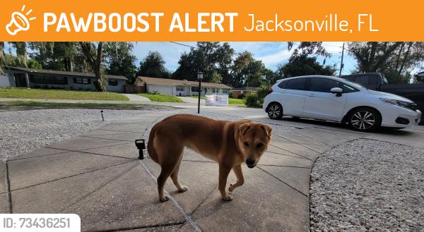 Found/Stray Female Dog last seen University/Coppedge ave, Jacksonville, FL 32277