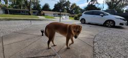 Found/Stray Female Dog last seen University/Coppedge ave, Jacksonville, FL 32277