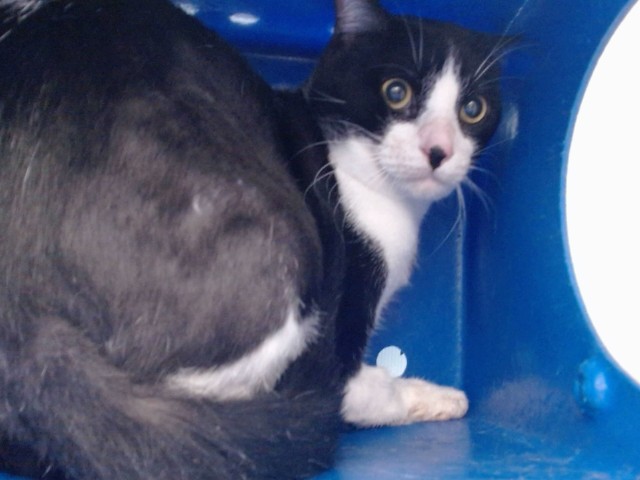 Shelter Stray Male Cat last seen , 2769 Conroy Rd, Orlando, FL 32839, USA