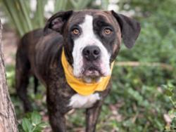 Shelter Stray Female Dog last seen , 957 N Gaffey St, San Pedro, CA 90731, USA