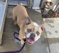 Shelter Stray Male Dog last seen , 1850 W 60th St, Los Angeles, CA 90047, USA