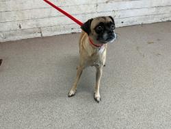 Shelter Stray Female Dog last seen DEL ROSA AVE & EUREKA ST, SAN BERNARDINO, CA, 92404, USA, 333 Chandler Pl, San Bernardino, CA 92408, USA