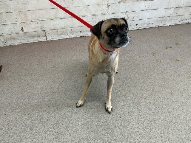 Shelter Stray Female Dog last seen DEL ROSA AVE & EUREKA ST, SAN BERNARDINO, CA, 92404, USA, 333 Chandler Pl, San Bernardino, CA 92408, USA