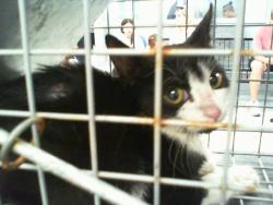 Shelter Stray Female Cat last seen CHARLOTTE, 8315 Byrum Dr, Charlotte, NC 28217, USA