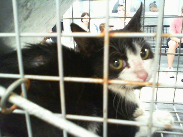 Shelter Stray Female Cat last seen CHARLOTTE, 8315 Byrum Dr, Charlotte, NC 28217, USA