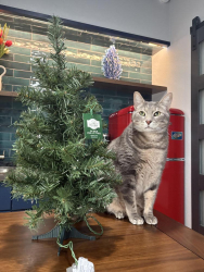 Lost Male Cat last seen Cedar flts, Olympia, WA 98512