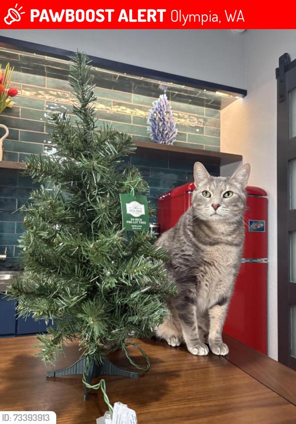 Lost Male Cat last seen Cedar flts, Olympia, WA 98512