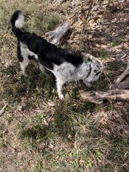 Found/Stray Male Dog last seen Provo river, Wildwood, UT 84604