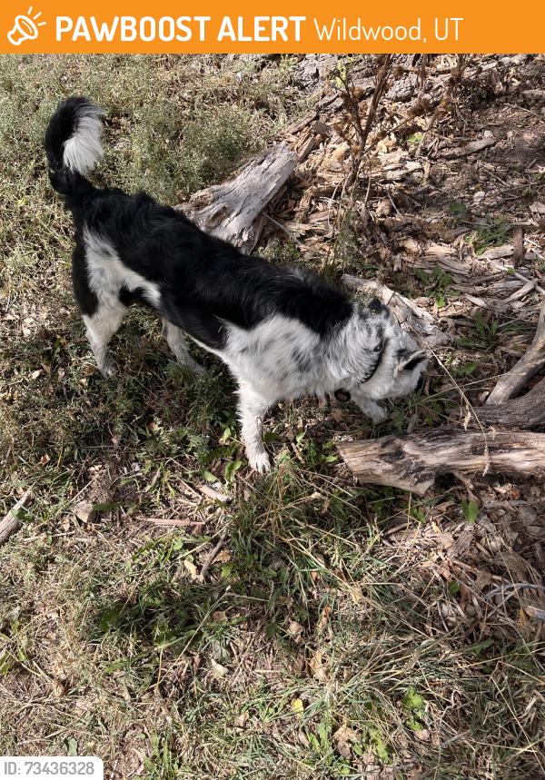 Found/Stray Male Dog last seen Provo river, Wildwood, UT 84604
