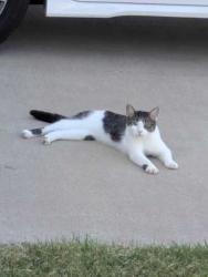 Found/Stray Unknown Cat last seen Crossing 38th on 151st, Tulsa, OK 74134