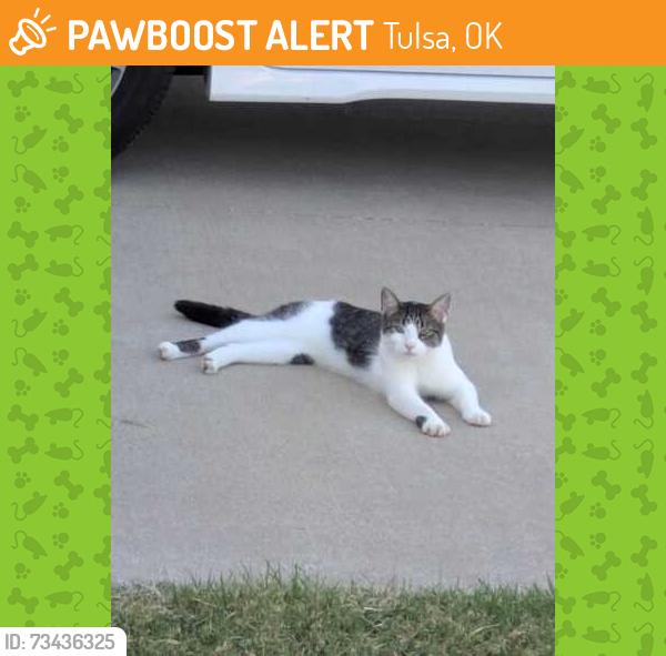 Found/Stray Unknown Cat last seen Crossing 38th on 151st, Tulsa, OK 74134