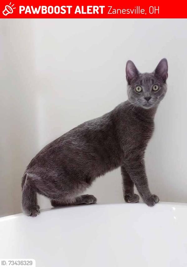 Lost Male Cat last seen Dresden Road, Zanesville Ohio, Zanesville, OH 43701