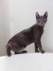 Lost Male Cat last seen Dresden Road, Zanesville Ohio, Zanesville, OH 43701