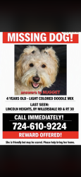 Lost Female Dog last seen Millersdale road, Jeannette, PA 15644
