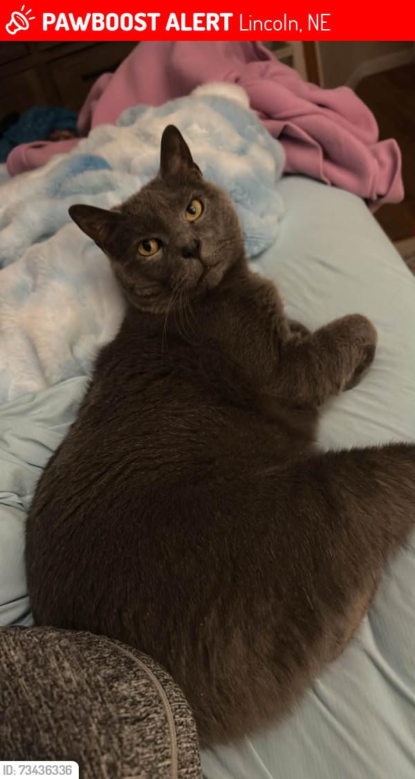 Lost Male Cat last seen Roosevelt pocket park, Lincoln, NE 68506