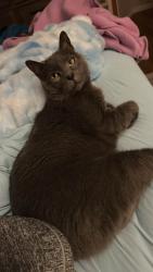 Lost Male Cat last seen Roosevelt pocket park, Lincoln, NE 68506