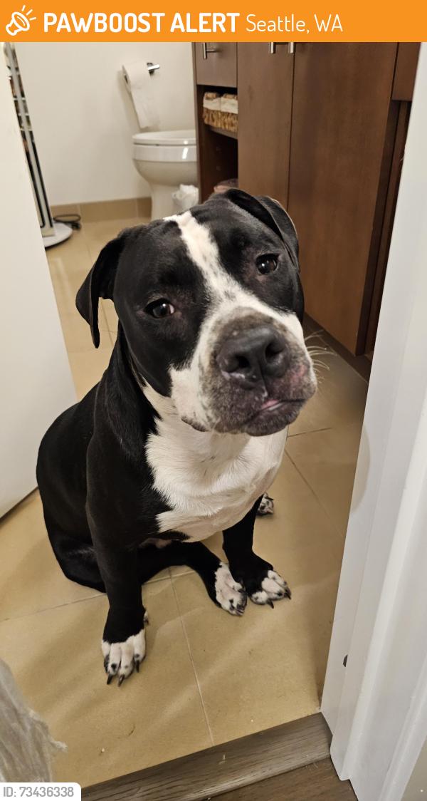 Found/Stray Male Dog last seen Found wandering 2nd Ave and Spring Street in downtown Seattle, Seattle, WA 98101
