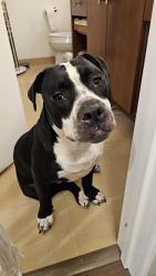 Found/Stray Male Dog last seen Found wandering 2nd Ave and Spring Street in downtown Seattle, Seattle, WA 98101