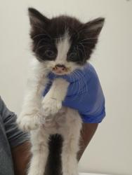Shelter Stray Female Cat last seen 40th ave at 69th st, City of Sacramento, CA, 6201 Florin Perkins Rd, Sacramento, CA 95828, USA