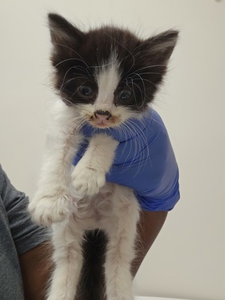 Shelter Stray Female Cat last seen 40th ave at 69th st, City of Sacramento, CA, 6201 Florin Perkins Rd, Sacramento, CA 95828, USA
