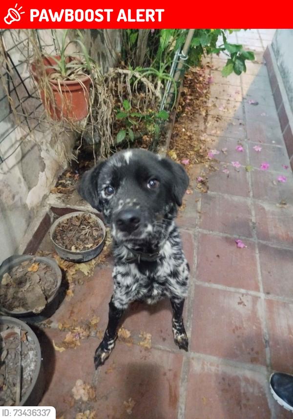 Lost Male Dog last seen Avenida Ana Maria, Jardim Sul Sao Paulo, SP 04413-120