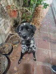 Lost Male Dog last seen Avenida Ana Maria, Jardim Sul Sao Paulo, SP 04413-120