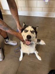 Shelter Stray Female Dog last seen Sarah Dr, 75149, TX, 1650 Gross Rd, Mesquite, TX 75149, USA