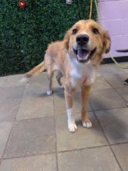 Shelter Stray Female Dog last seen Near N ZARAGOZA RD, CITY of El Paso, TX, 5001 Fred Wilson Ave, El Paso, TX 79906, USA