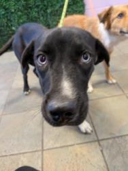Shelter Stray Male Dog last seen Near N ZARAGOZA RD, CITY of El Paso, TX, 5001 Fred Wilson Ave, El Paso, TX 79906, USA