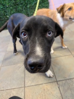 Shelter Stray Male Dog last seen Near N ZARAGOZA RD, CITY of El Paso, TX, 5001 Fred Wilson Ave, El Paso, TX 79906, USA