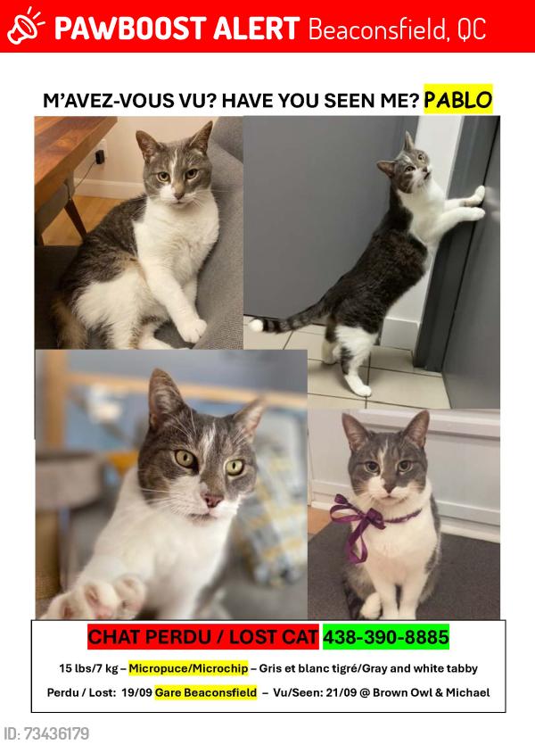 Lost Male Cat last seen Brown Owl/ Michael, Beaconsfield, QC 