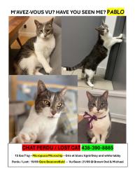 Lost Male Cat last seen Brown Owl/ Michael, Beaconsfield, QC 