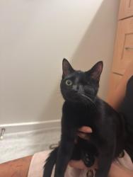 Reunited Male Cat last seen Southern Adventist University, Collegedale, TN 37363
