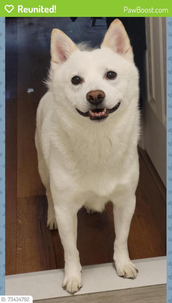 Reunited Male Dog last seen Rich Ave and Clinton St, Mount Vernon, NY 10552