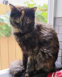 Lost Female Cat last seen Native oak drive, Chico, CA 95928