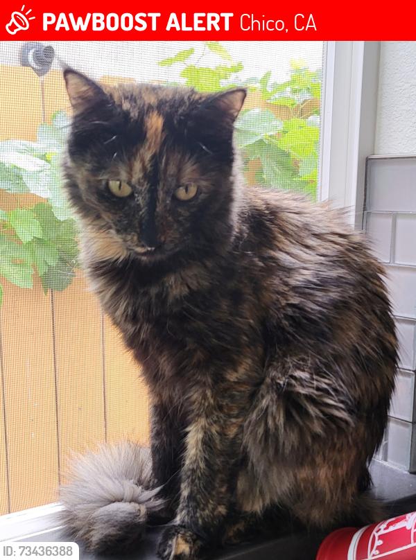 Lost Female Cat last seen Native oak drive, Chico, CA 95928