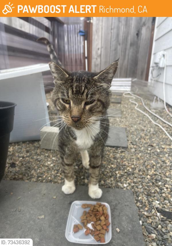 Found/Stray Male Cat last seen Grant Ave, Richmond, CA 94804