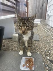 Found/Stray Male Cat last seen Grant Ave, Richmond, CA 94804